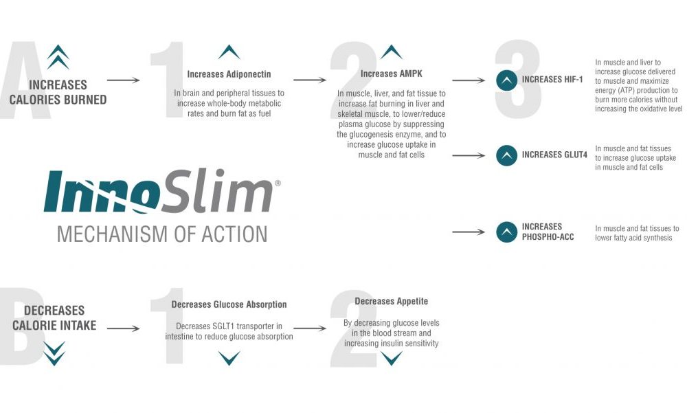 InnoSlim-Mechanism-of-Action-1024x601